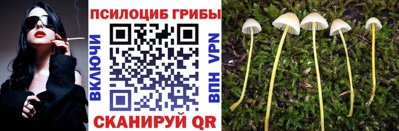 Галлюциногенные грибы Psilocybe  Купить закладки  Жиздра 